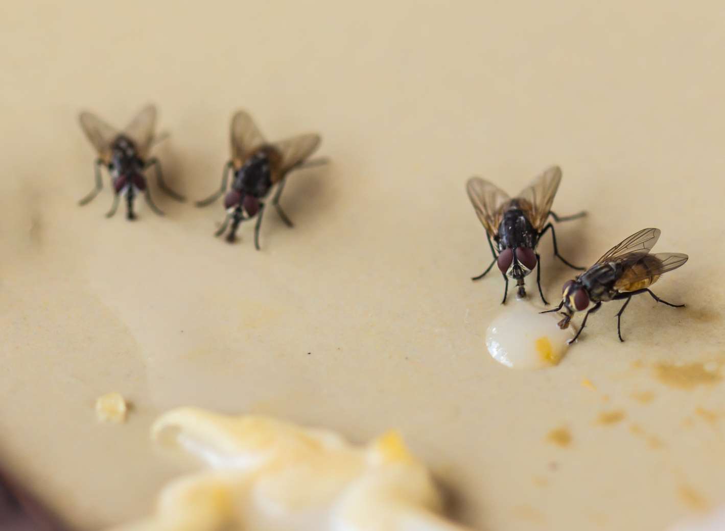 Swarms of flies have infested the couple's home in Benenden. Picture: Getty Images