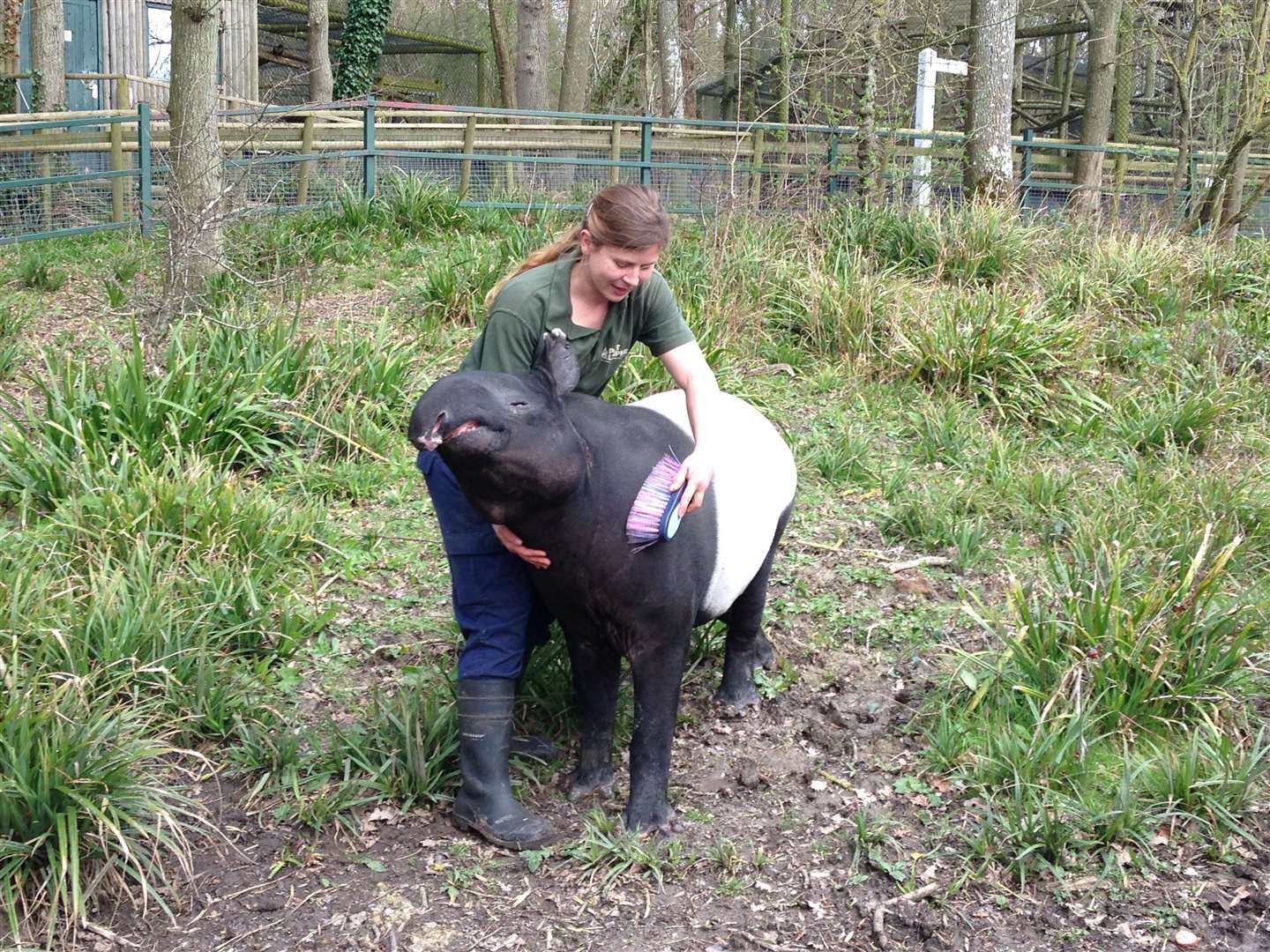 Kingut was crowned the oldest tapir in captivity. Image courtesy of Guinness World Records