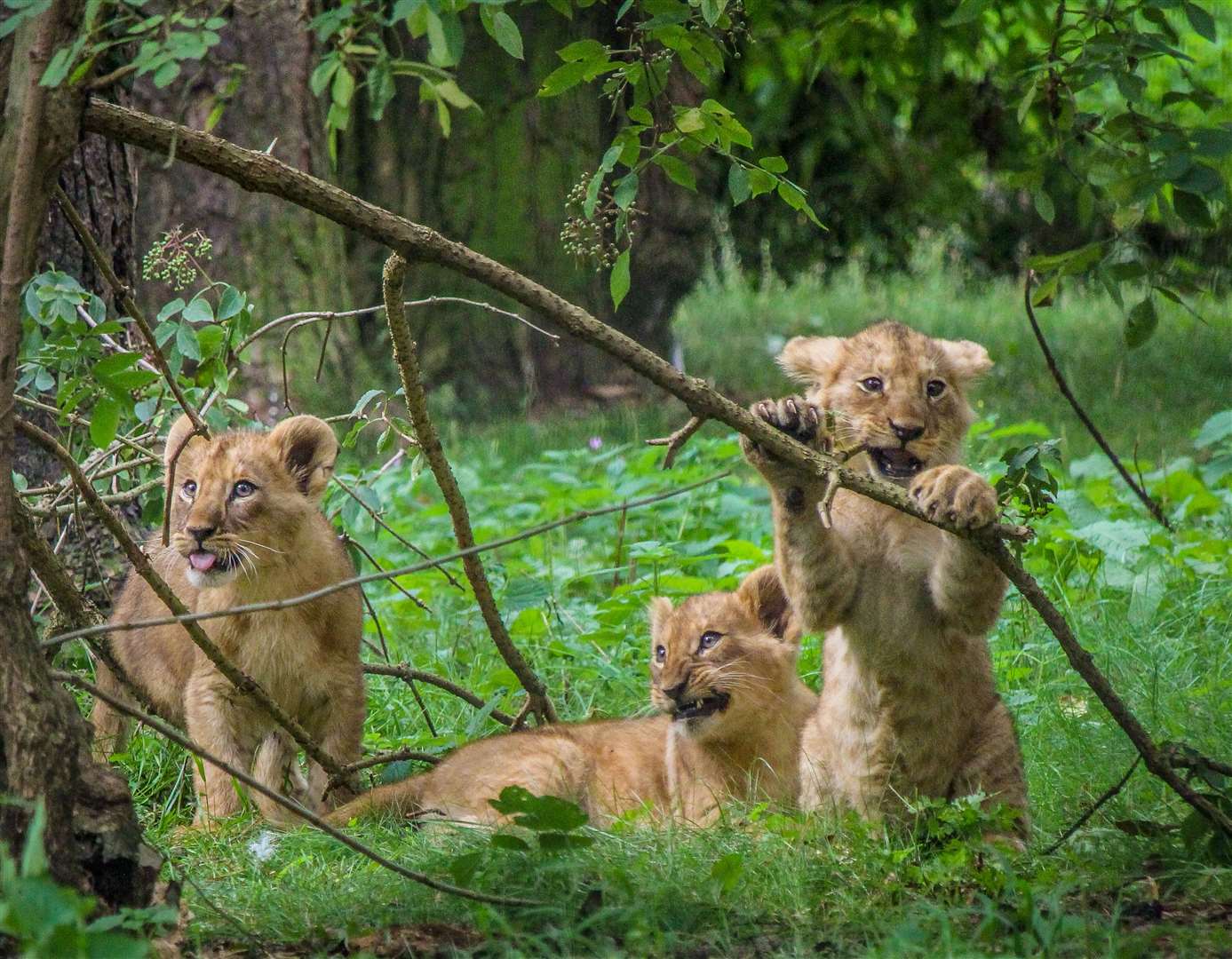 Another litter was born to Oudrika in 2019. Picture: The Aspinall Foundation