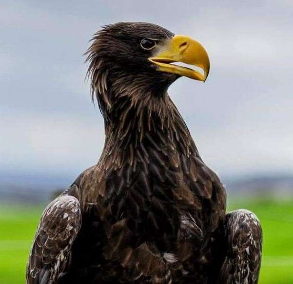 There are lots of birds of prey and other animals at Eagle Heights in Eynsford