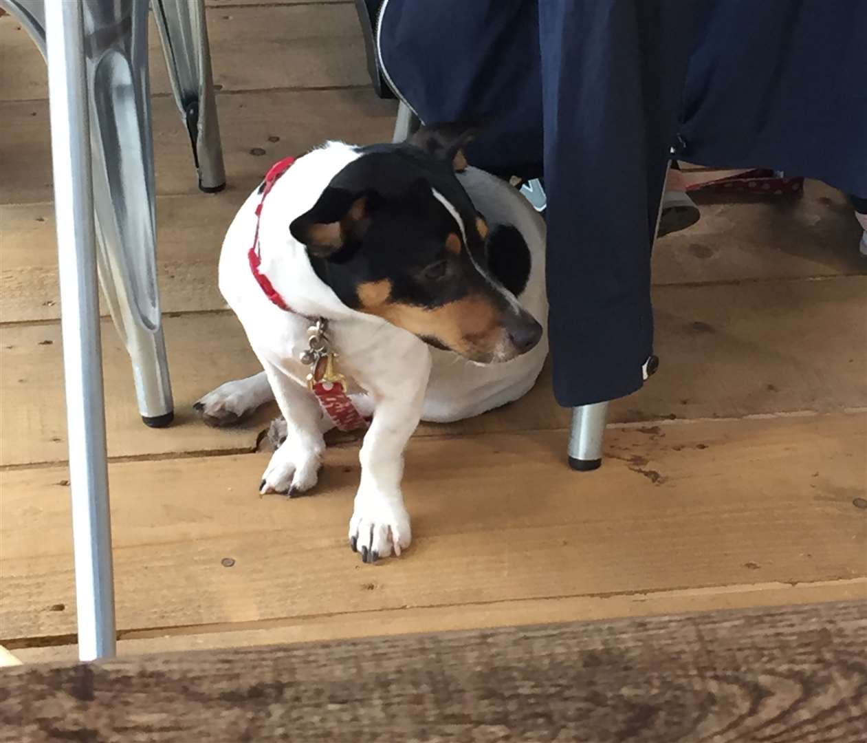 There were lots of dogs at the South Quay Shed in Whitstable harbour