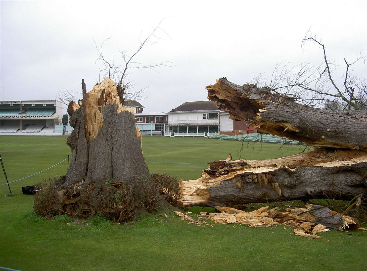 The famous tree was a characteristic feature of the ground which was designed around the 40-year-old tree when it was created in 1847