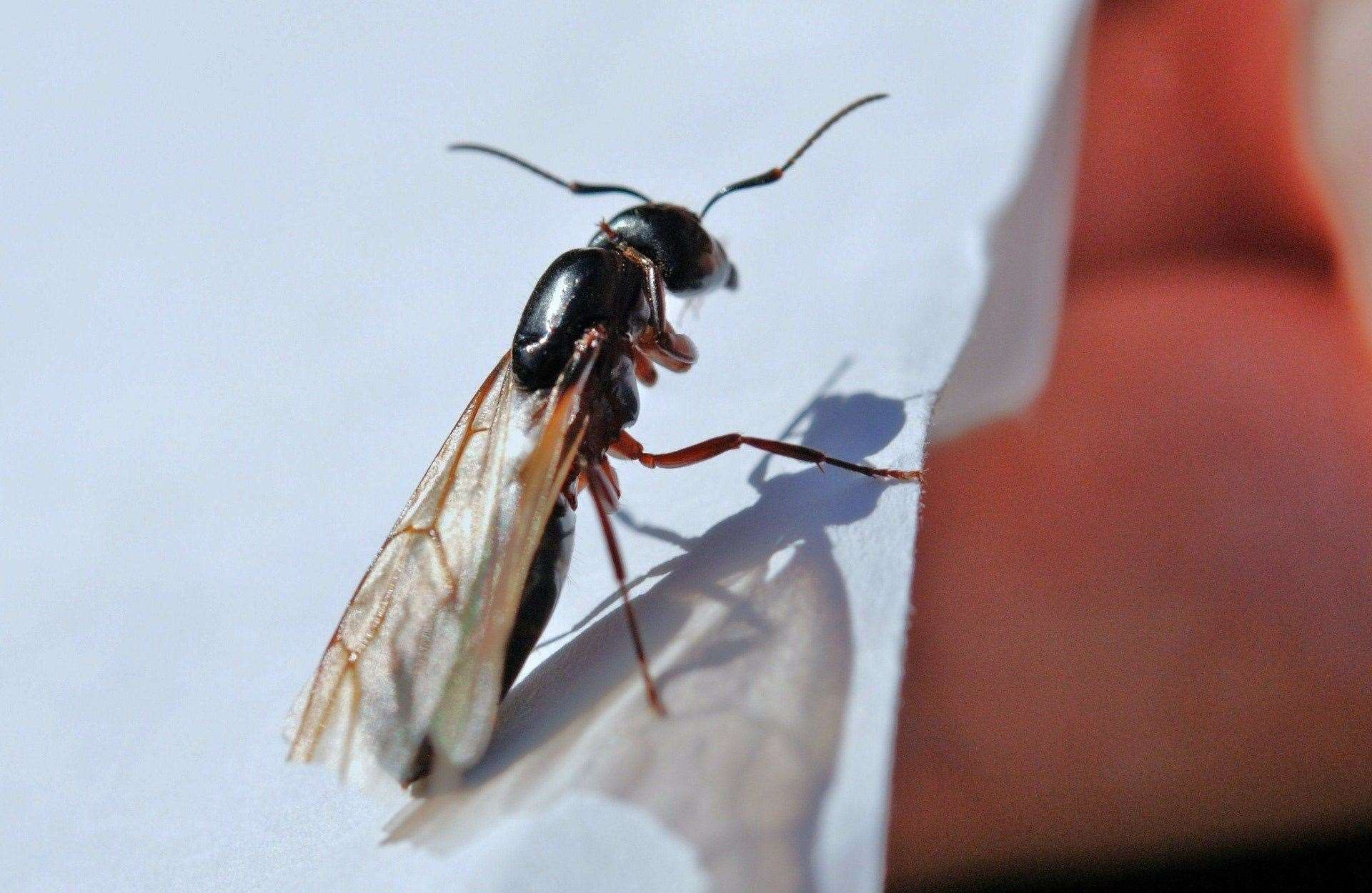 It could be more accurate to call it Flying Ant Season suggests the Natural History Museum