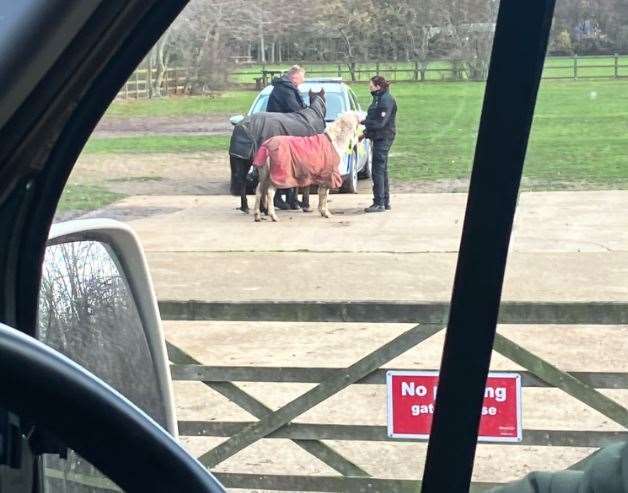 The horses with police at Riverside Country Park in Gillingham