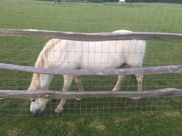 You’ll find four-legged friends of a different kind at the Pig and Sty, well just the other side of the garden fence to be accurate – but, please don’t feed the horses or climb on the fence