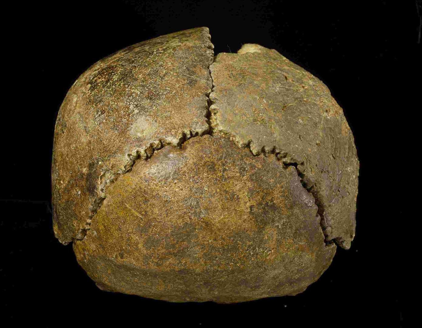 The Swanscombe Skull found at Barnfield Pit, Swanscombe. Picture: Natural History Museum