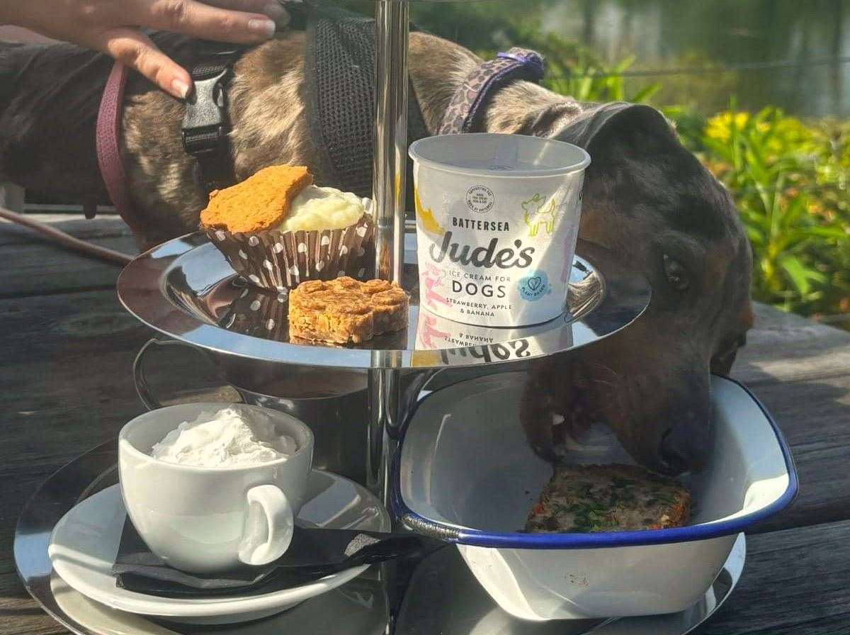 The Doggy Afternoon Tea is becoming popular with both pets and their owners. Picture: South East Dog Rescue