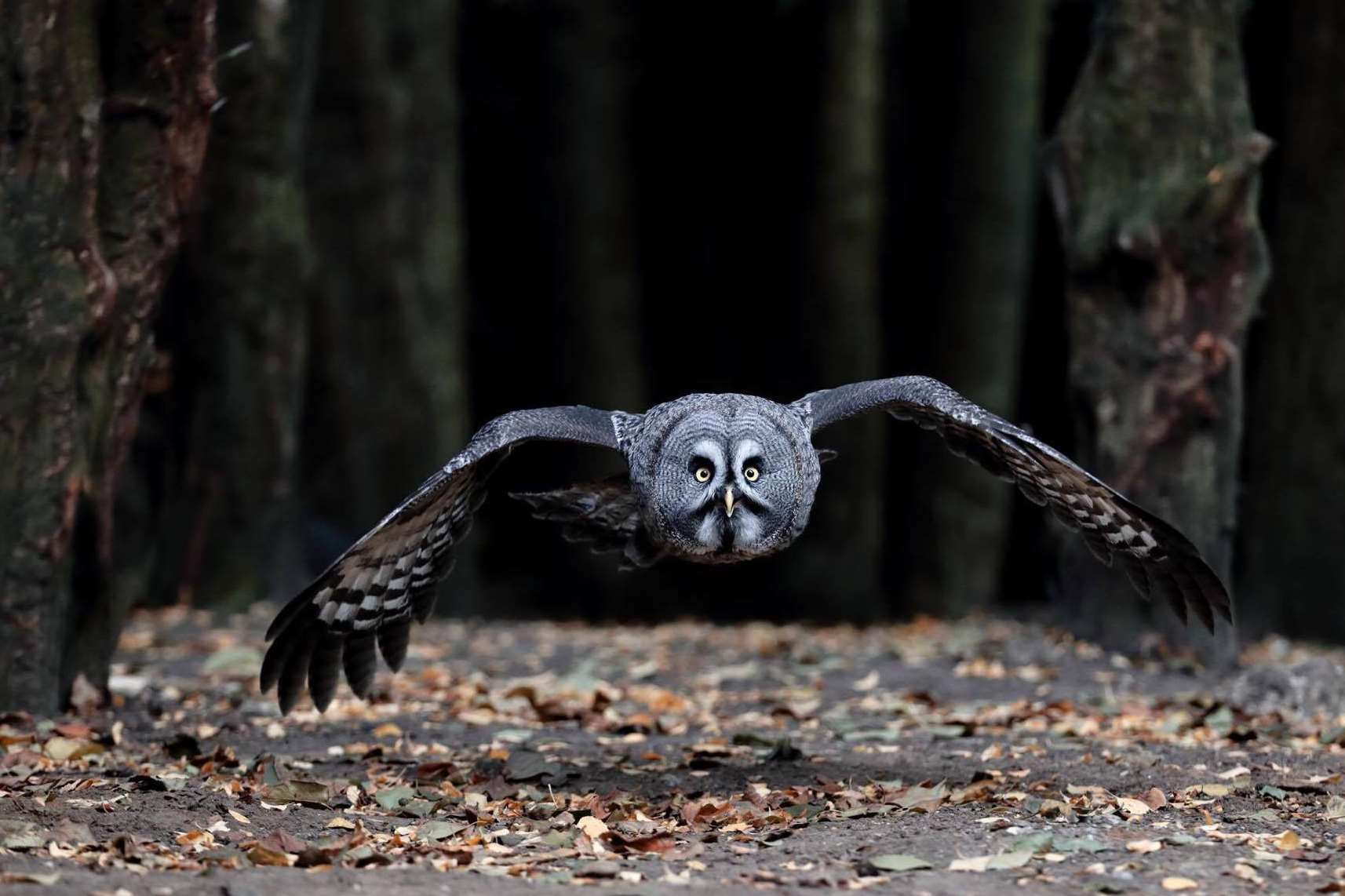 You can now see owls at Kent Life in Maidstone, one of the Kent Big Weekend participants this year