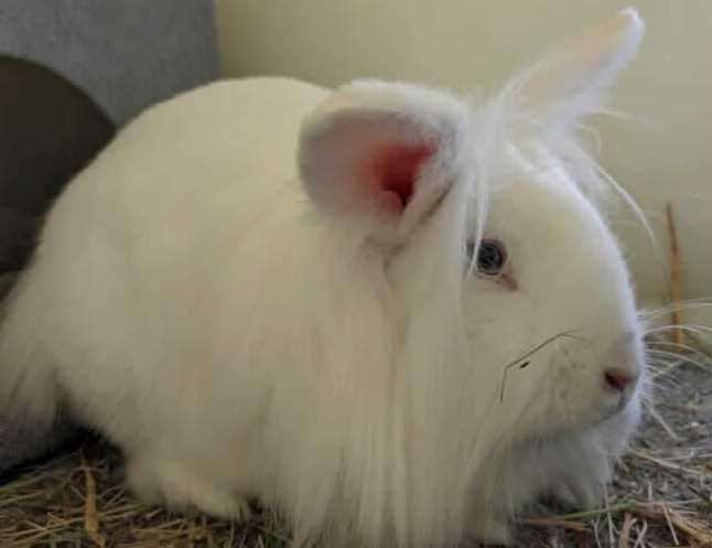 Aster is a friendly white, domestic rabbit. Photo: RSPCA Leybourne