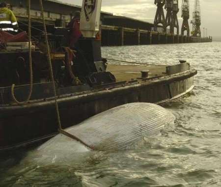 SAD SIGHT: The fin whale in the water at Sheerness. Picture: ANDY PAYTON