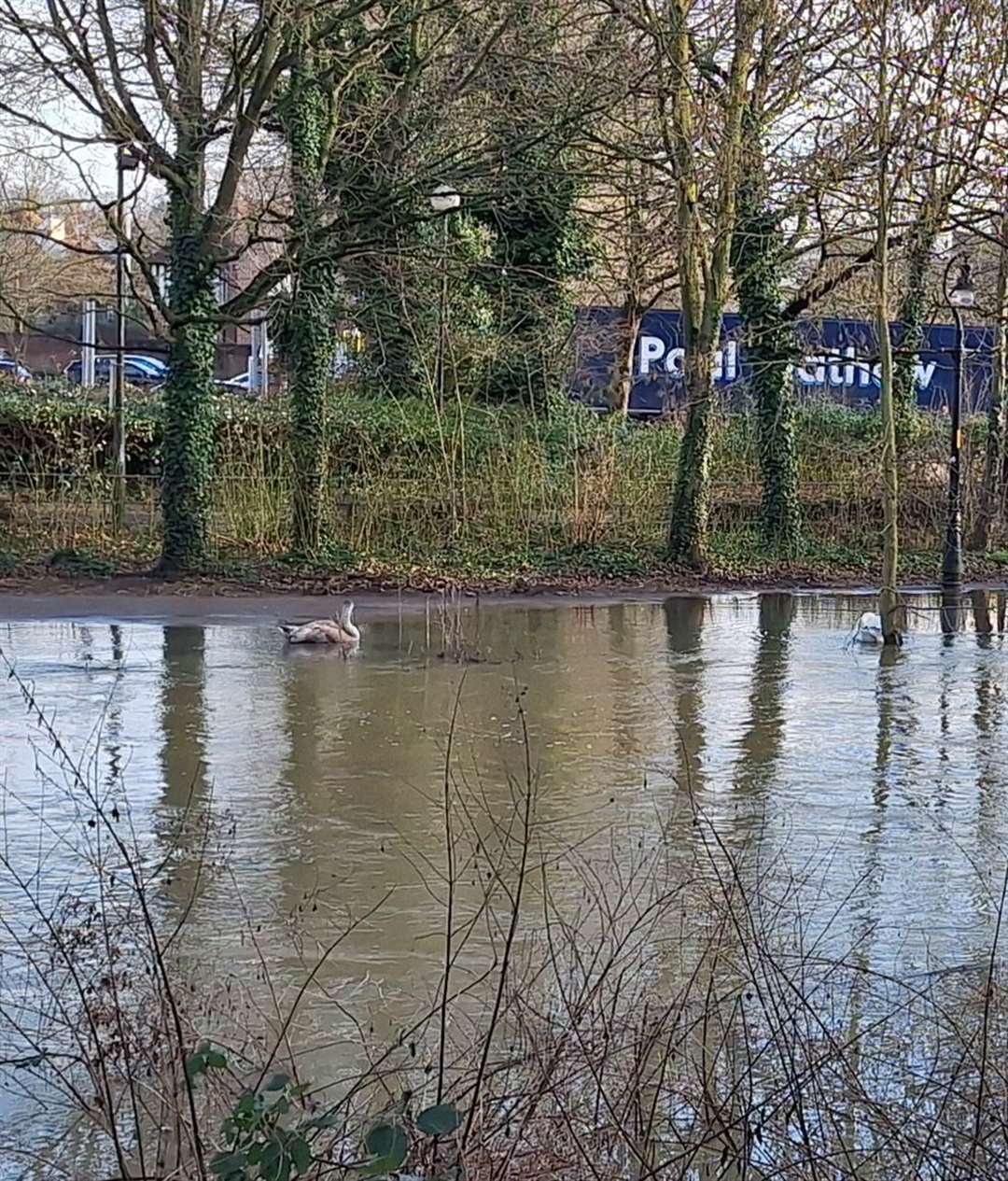 Resident Leo Slayter captured a picture of the swan hours before the incident. Picture: Leo Slayter