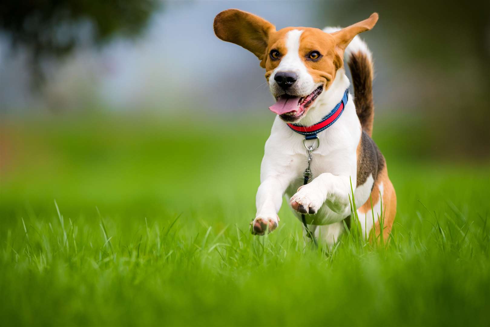 Did someone say 'walkies'?