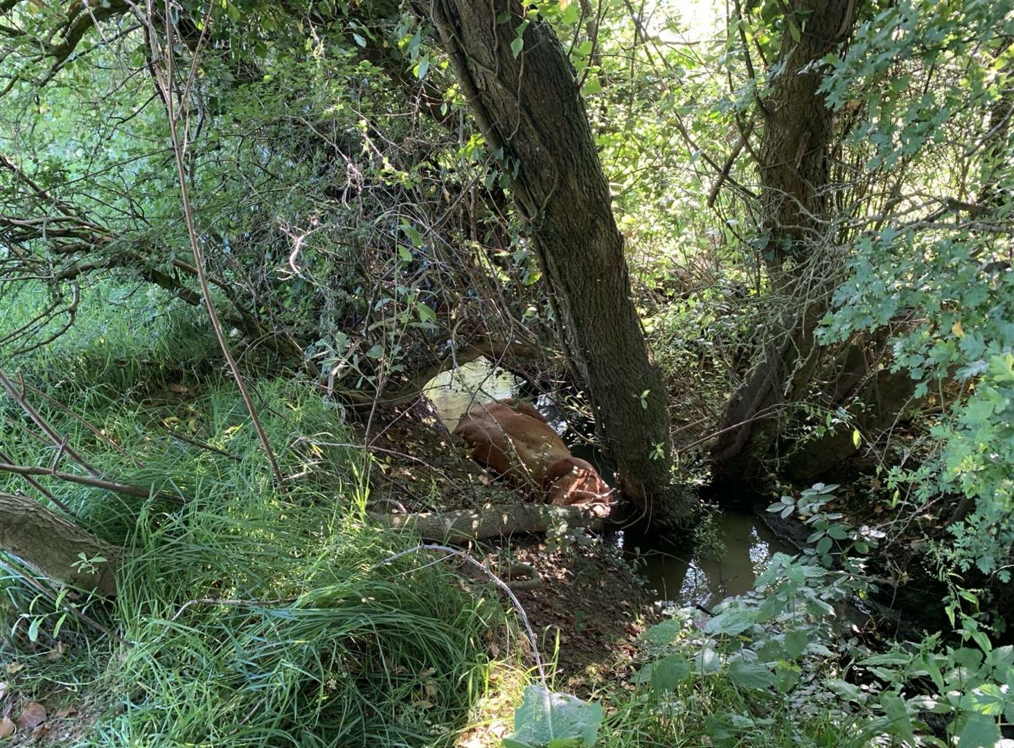 Notorious required assistance after becoming stuck. Picture: Kent Fire and Rescue Service/X