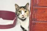 Tilley is among cats needing a new home