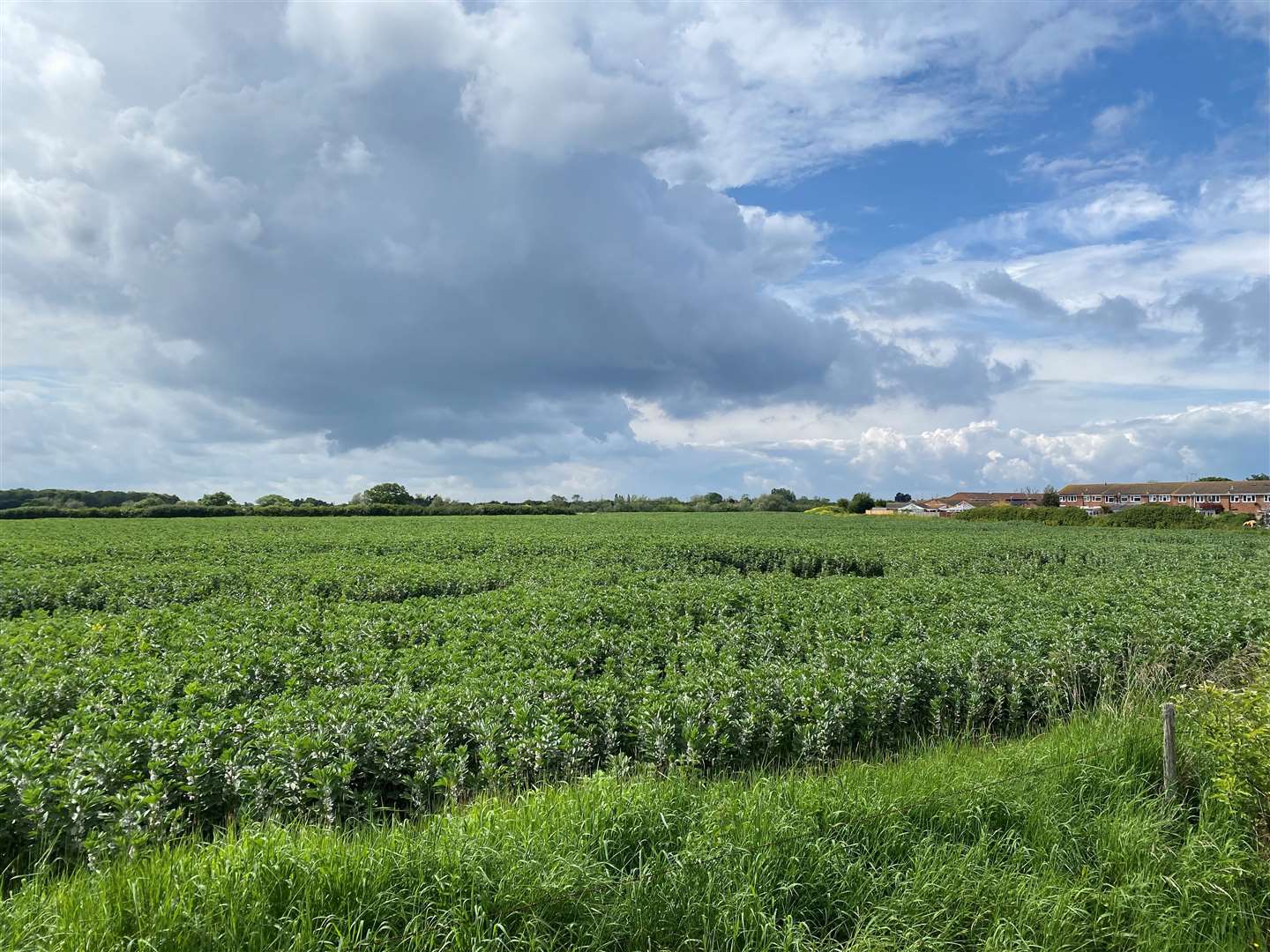 The sprawling site will see farmland at Thornden Wood Road, Herne Bay turned into housing and a secondary school