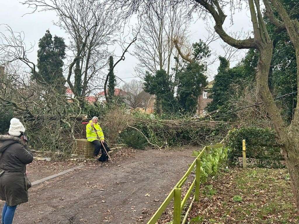 The huge tree fell across the road and pulled down power lines. Picture: Gary Jackman