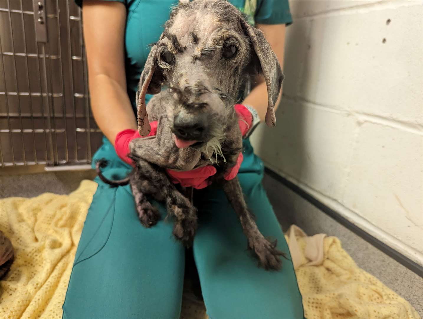 Toy poodle William is almost blind