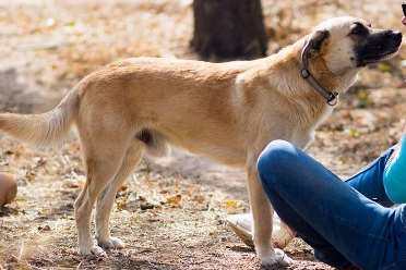 Leo was rescued from the streets in Portugal