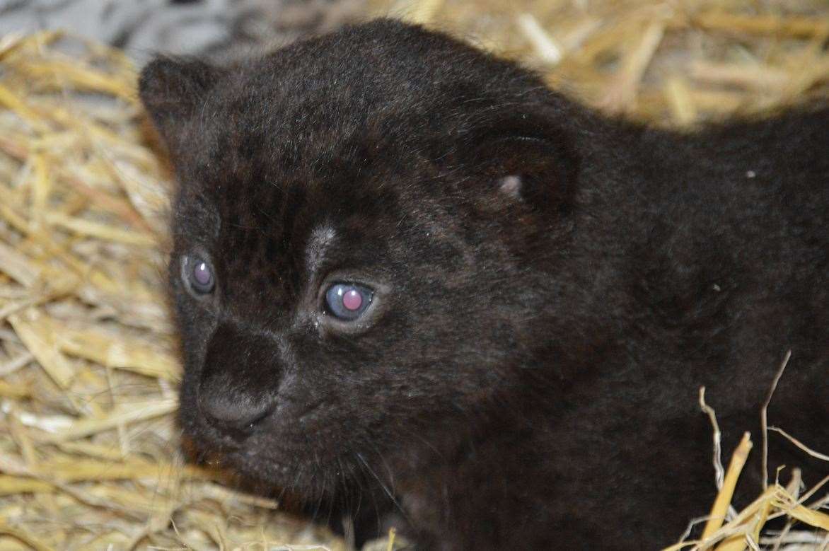 This female jaguar can also be termed a black panther