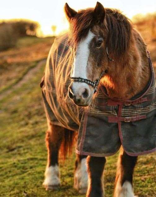 Kyra was referred to as "a local celebrity" in the Elms Vale area of Dover. Picture: Darren Hollister