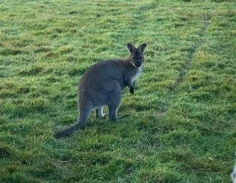 In one instance MBC had to deal with a dead wallaby several years ago. Stock picture