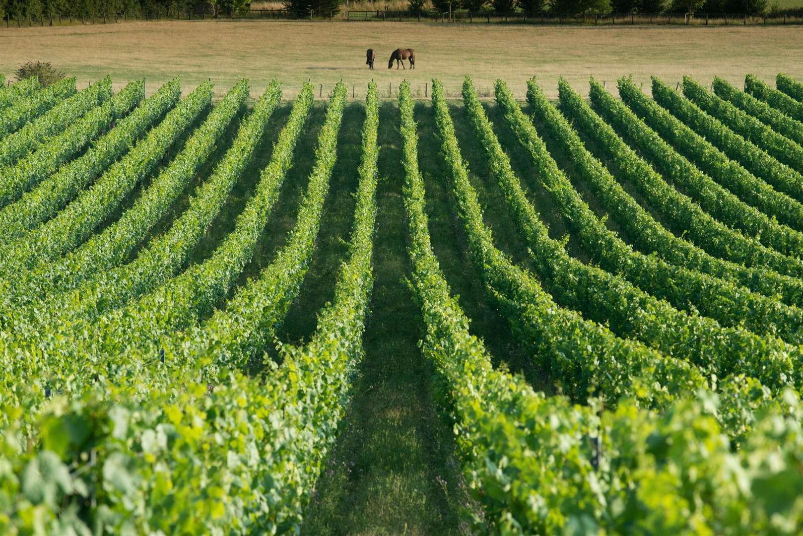 The Chapel Down vineyard near Tenterden