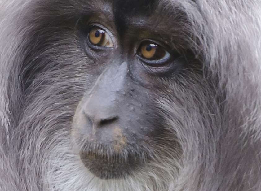 A lion-tailed macaque