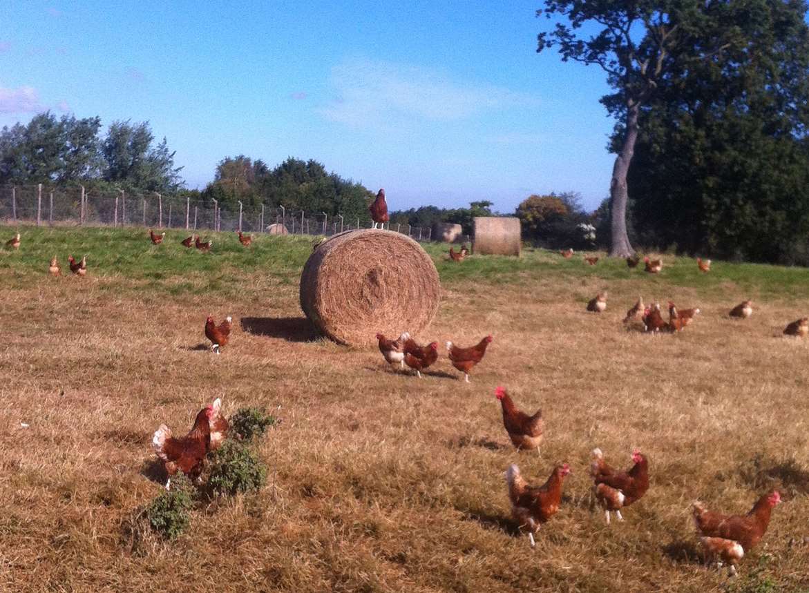 Fridays Ltd has applied to redevelop Combwell Farm in Goudhurst