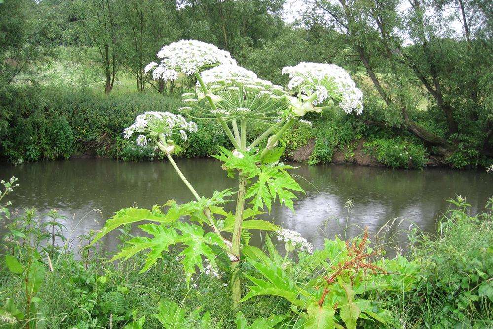 Giant hogweed