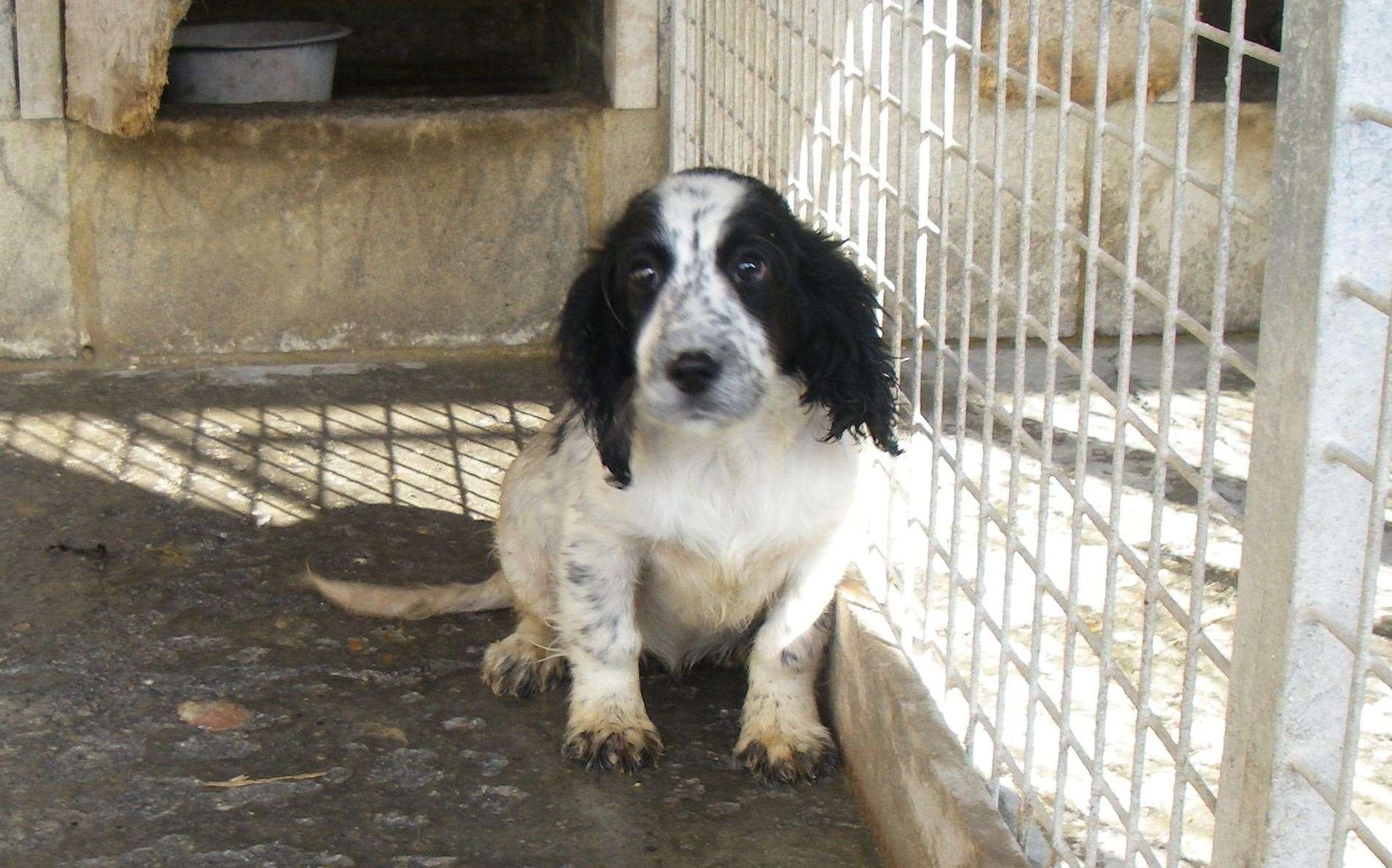 Many animals were stored in small cages without beds or toys. Picture: RSPCA (15157828)