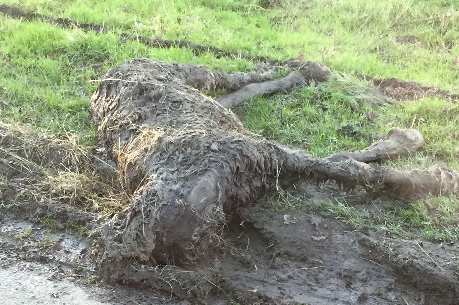 The dead pony found in Smarden