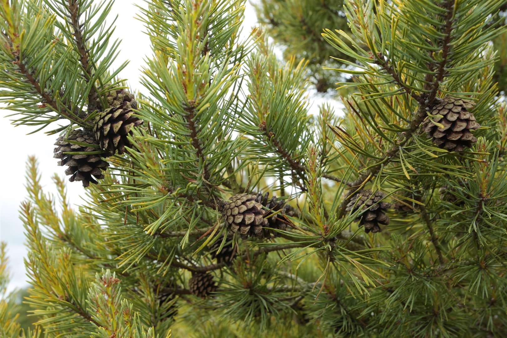 Enjoy the forest at Bedgebury. Picture: Martin Apps