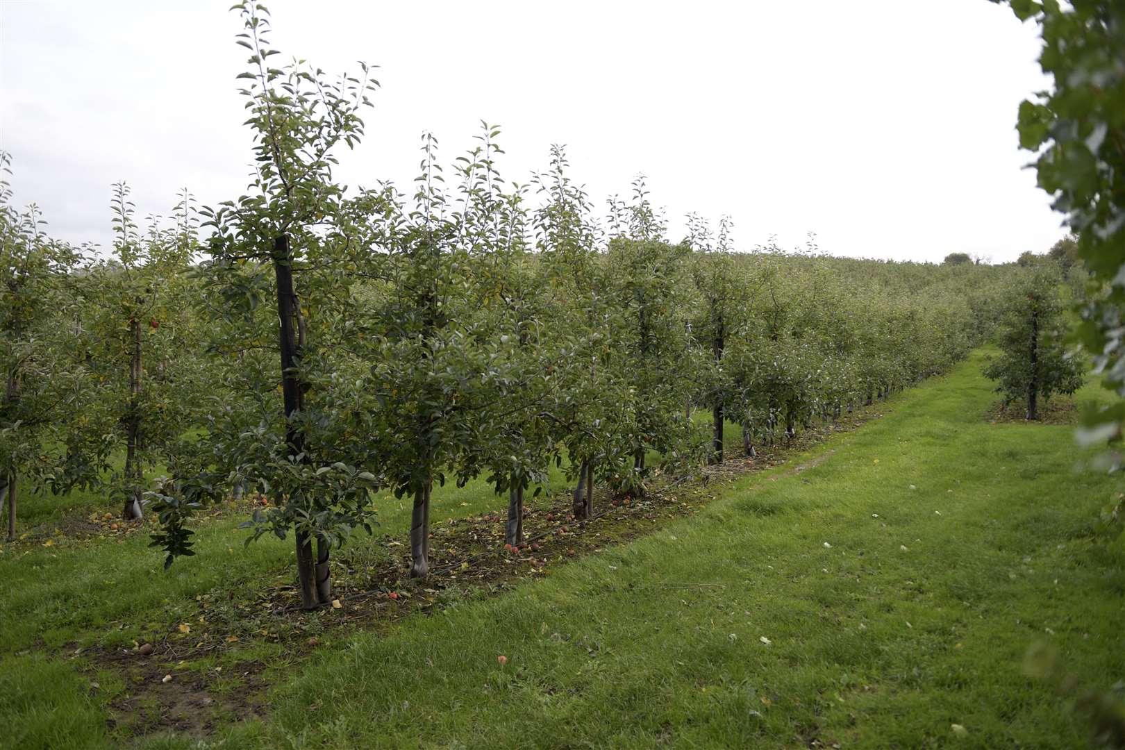 Mansfields Fruit Farm, off Pett Bottom Road