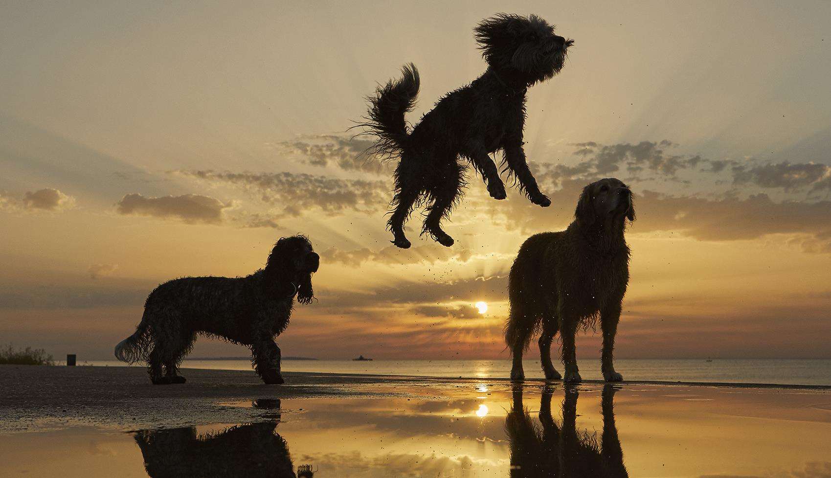 Dogs at Herne Bay beach. Picture: Liz Gregg photosbylizzie.co.uk