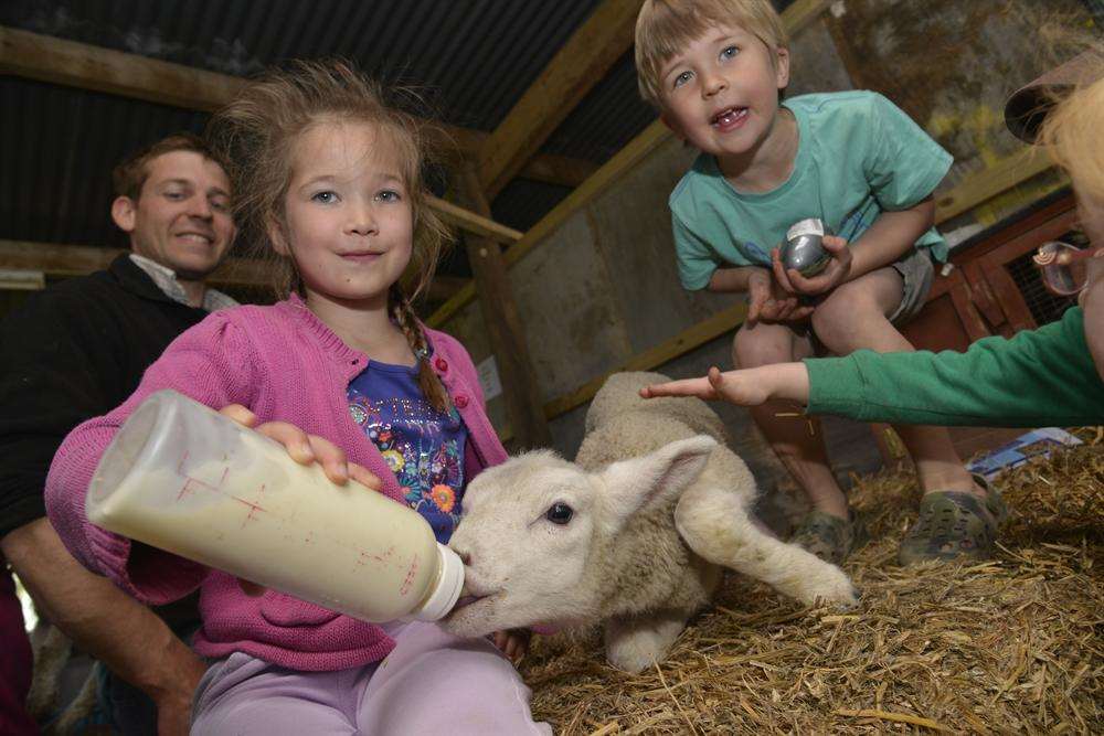 Tabatha and Sebastian Bowley bottle feed a lamb at Ashford Young Farmers Club's annual lambing day at Rawnie Farm in Appledore