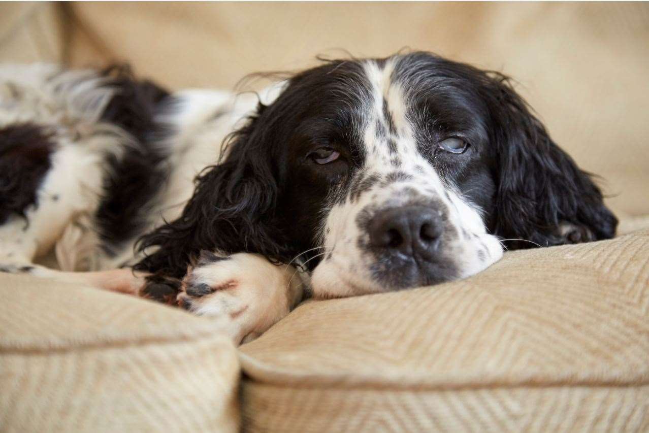 Delphine relaxing at her new home