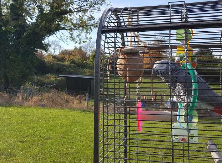 African Grey Charlie, 30, was brought out in the hope Sky would fly down from the tree