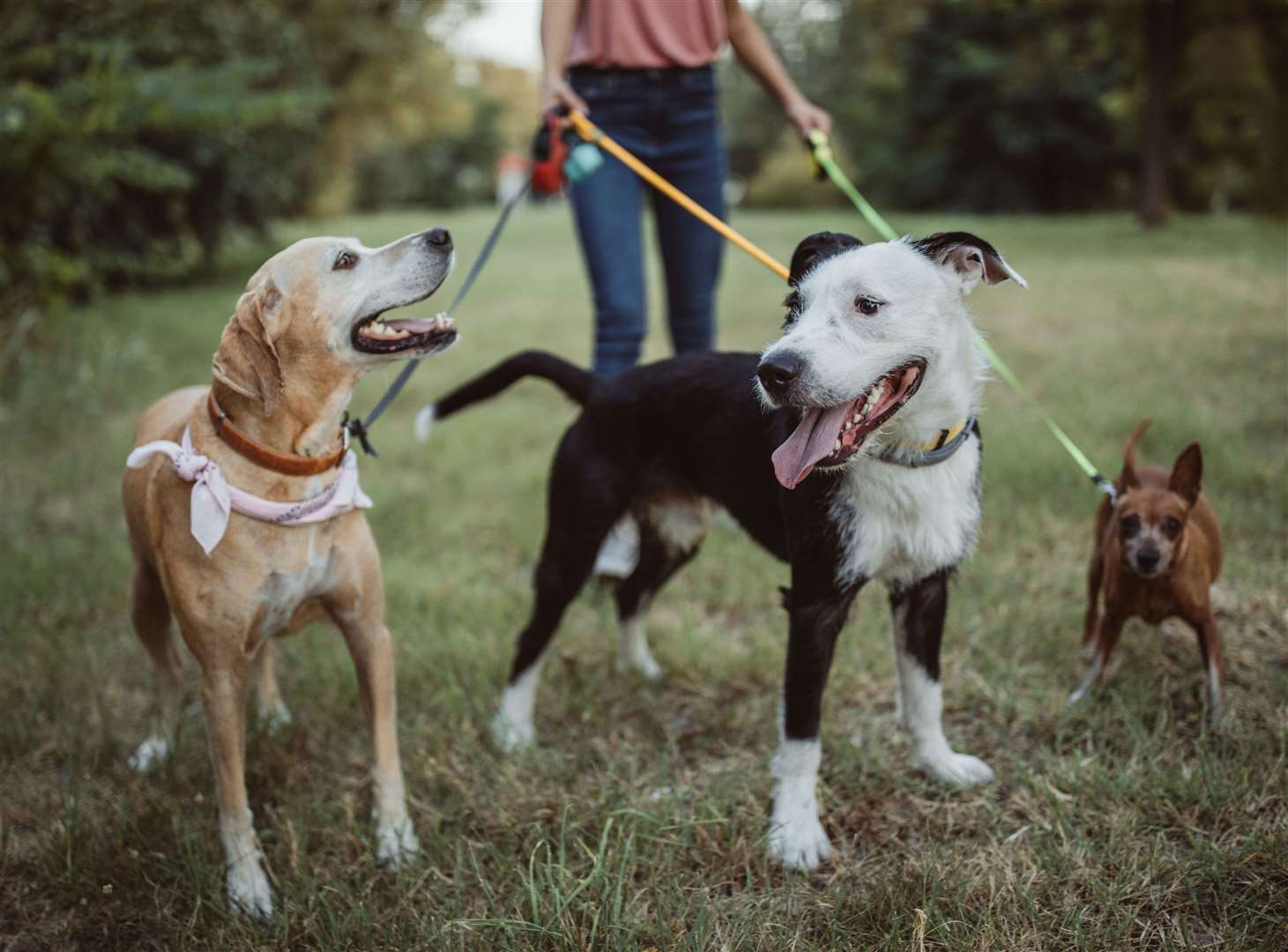 Interest in puppies and pet ownership is now returning to pre-pandemic levels. Image: iStock.