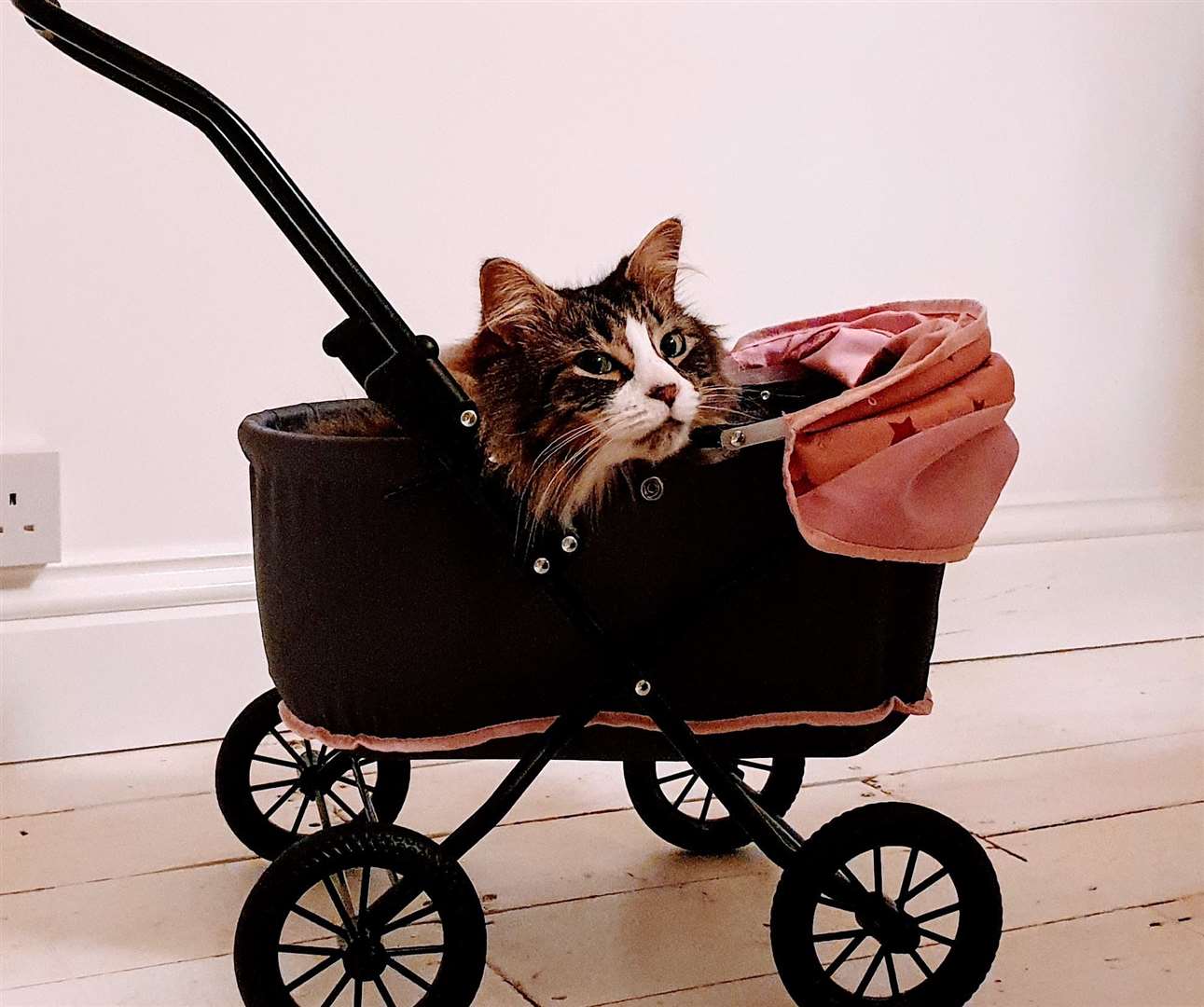 Mogwai relaxes in a pram