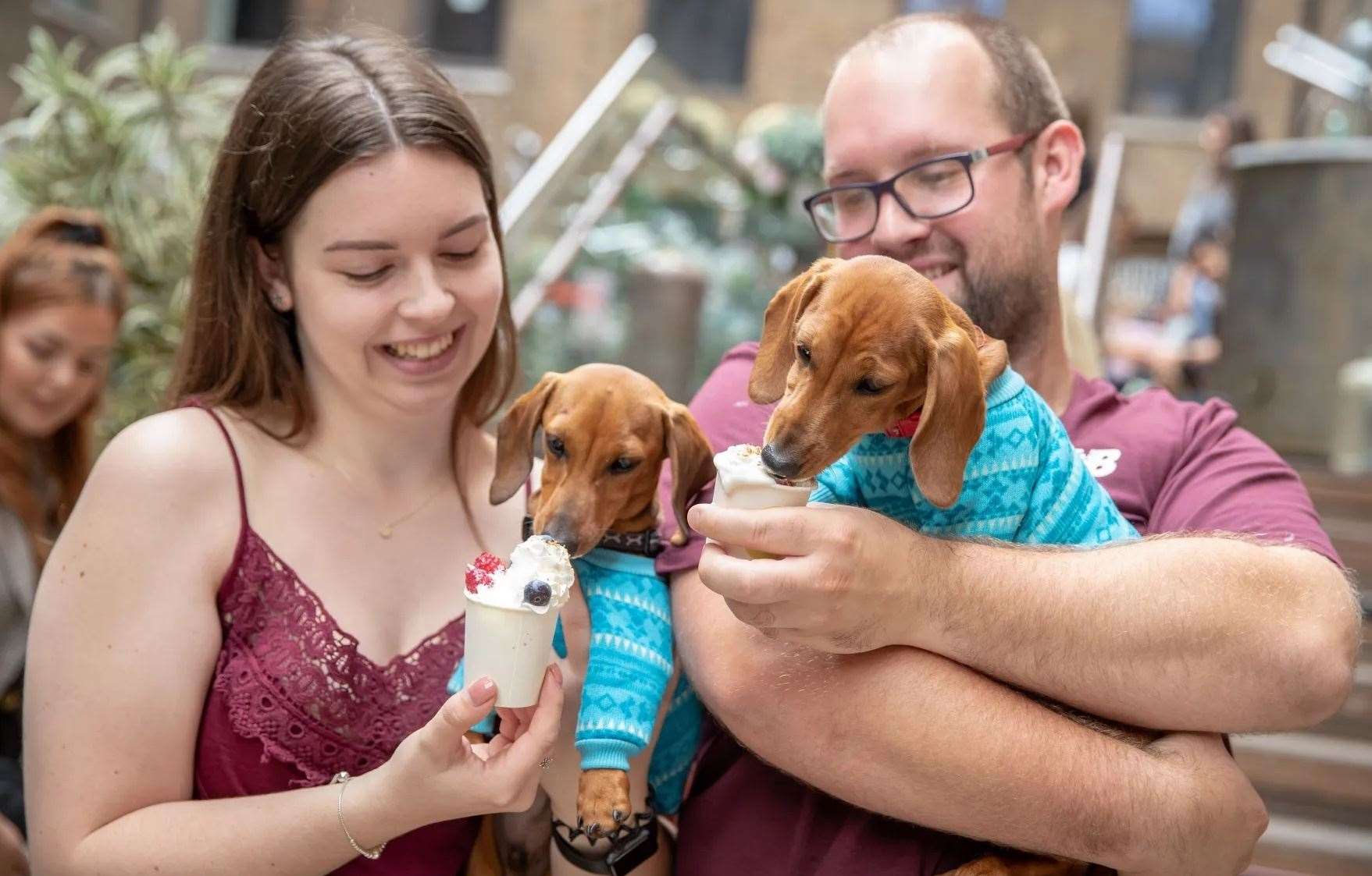 A Dachshund Cafe is coming to Pitcher & Piano. Picture: Pop + Bark