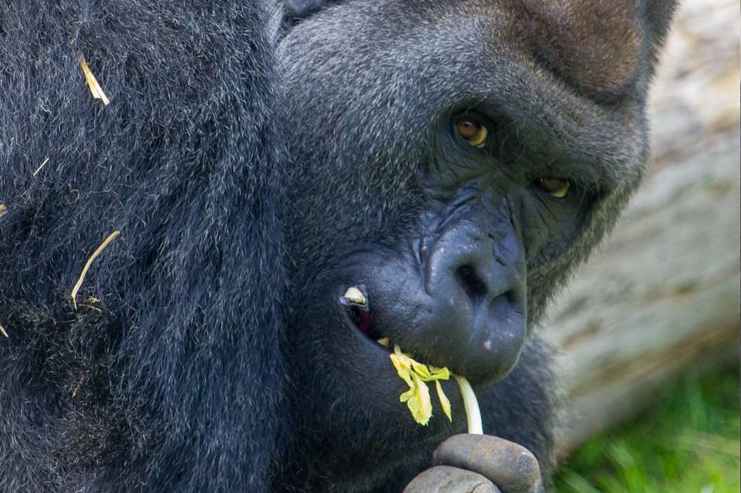 Four gorilla brothers are going to the wild in Congo from Port Lympne