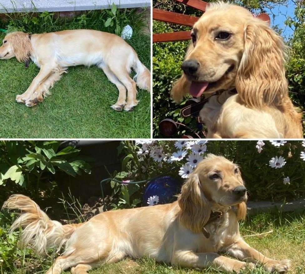 Honey has been missing since June 17