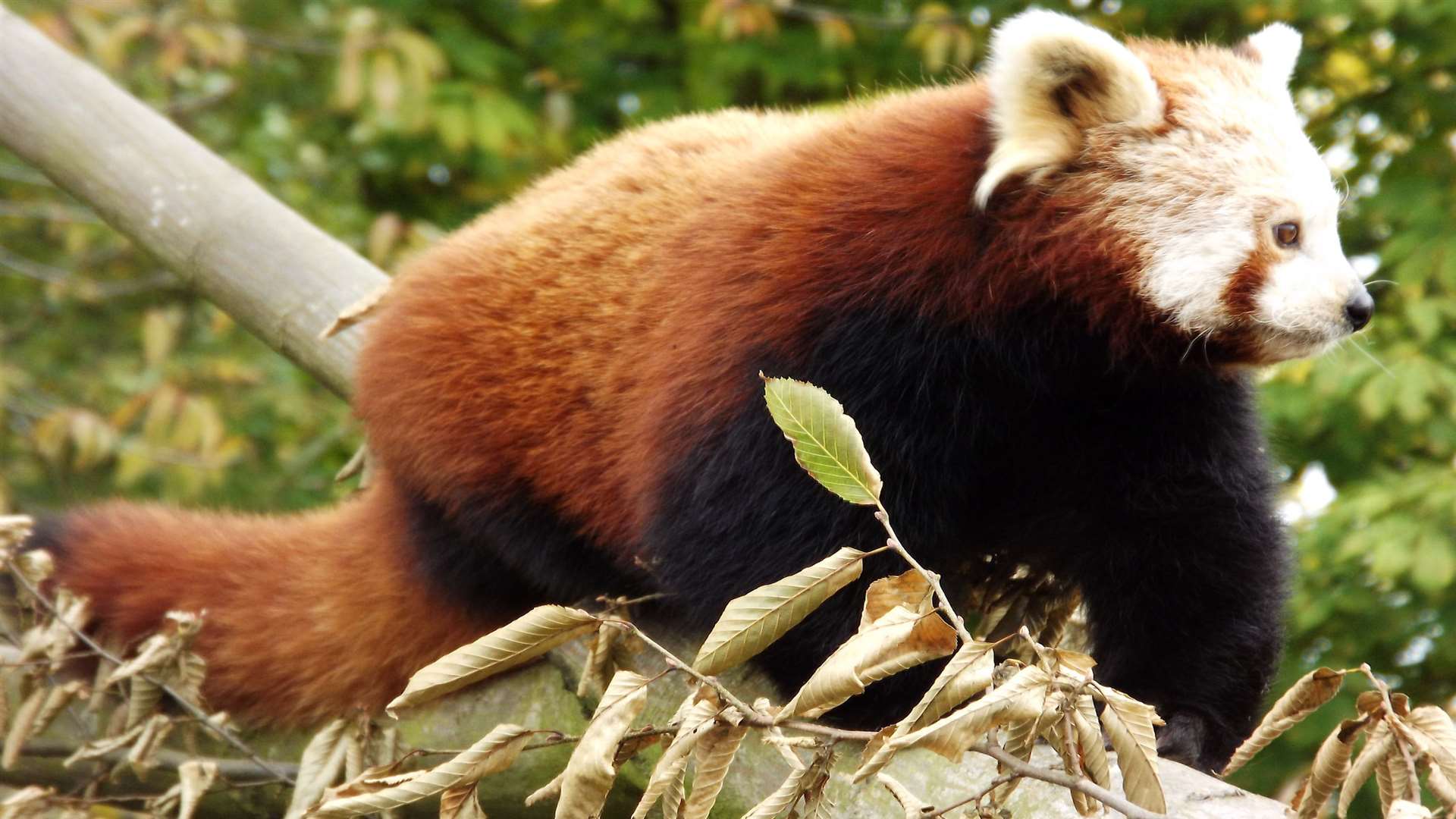 Red panda Mai Xlang is a star attraction at Wingham Wildlife Park, having given birth to two babies, which is a first for the species at the animal centre.