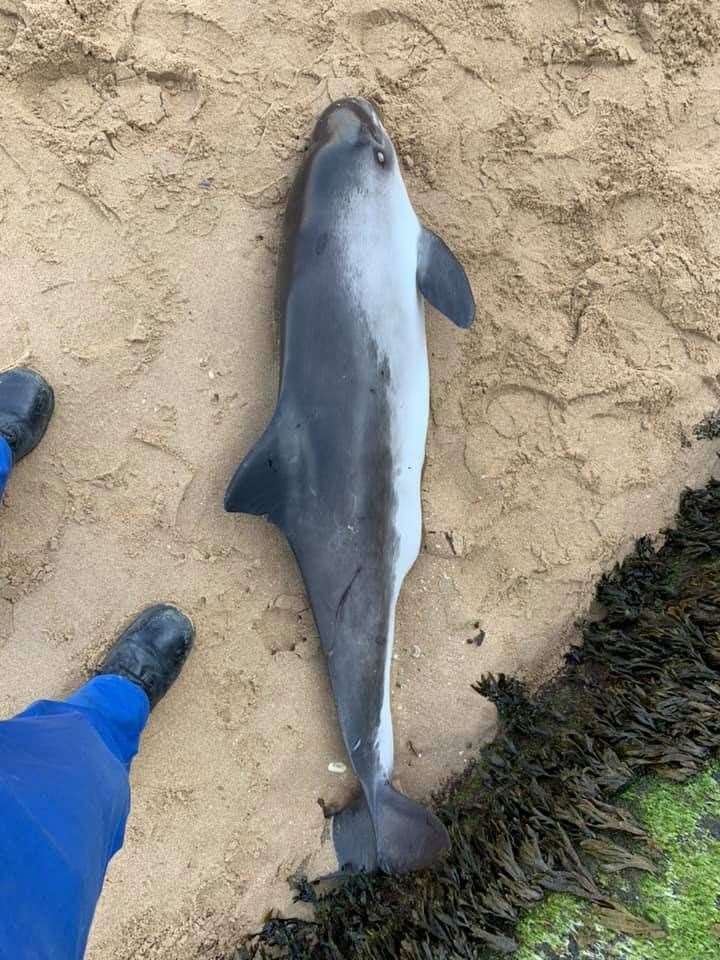 A dead porpoise was found on the beach. Picture: HM Coastguard