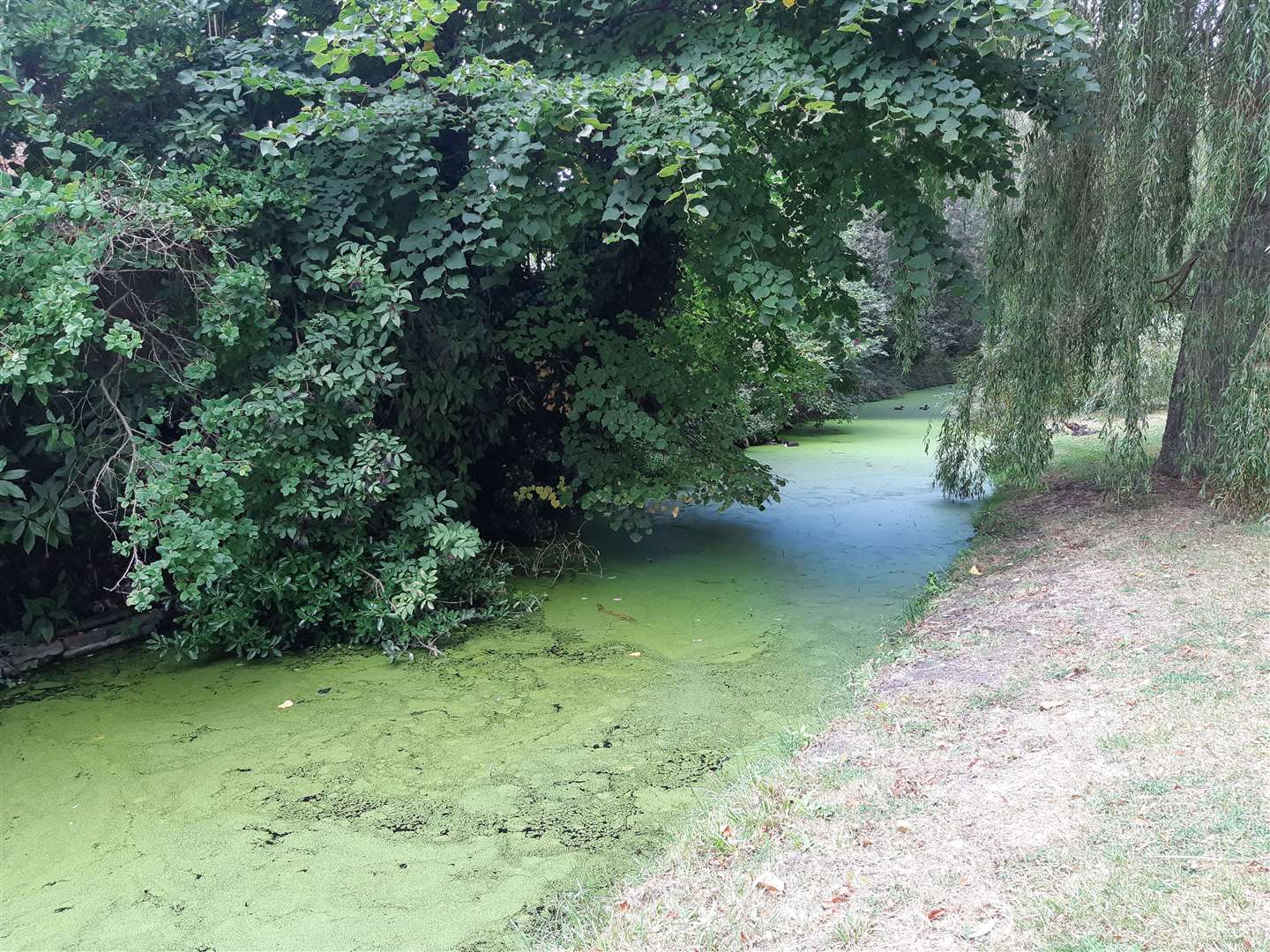 The water along the Ropewalk in Sandwich (19364616)