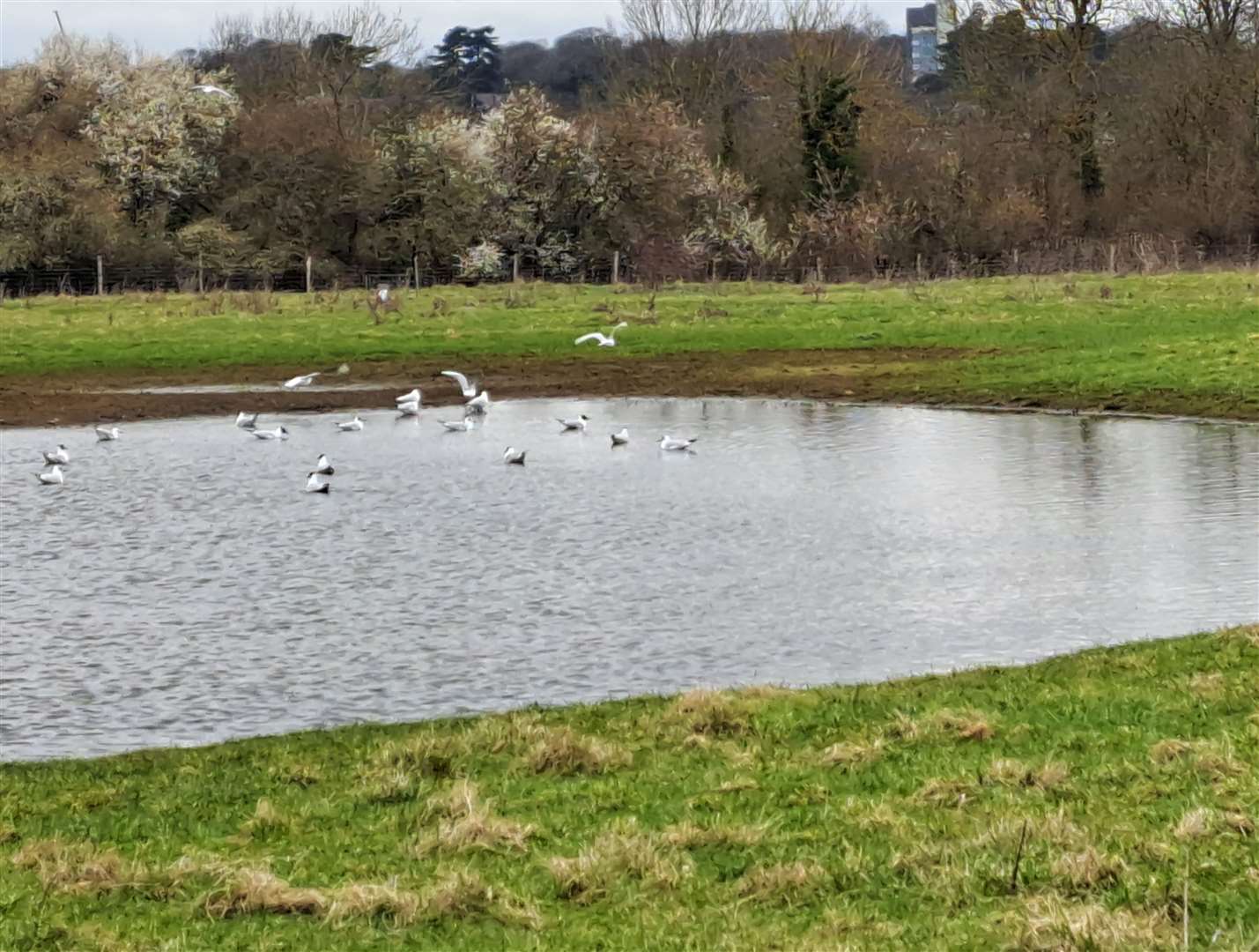 The Walnut Tree Meadow Nature Reserve in Tovil could have a road driven across it to access 250 new homes