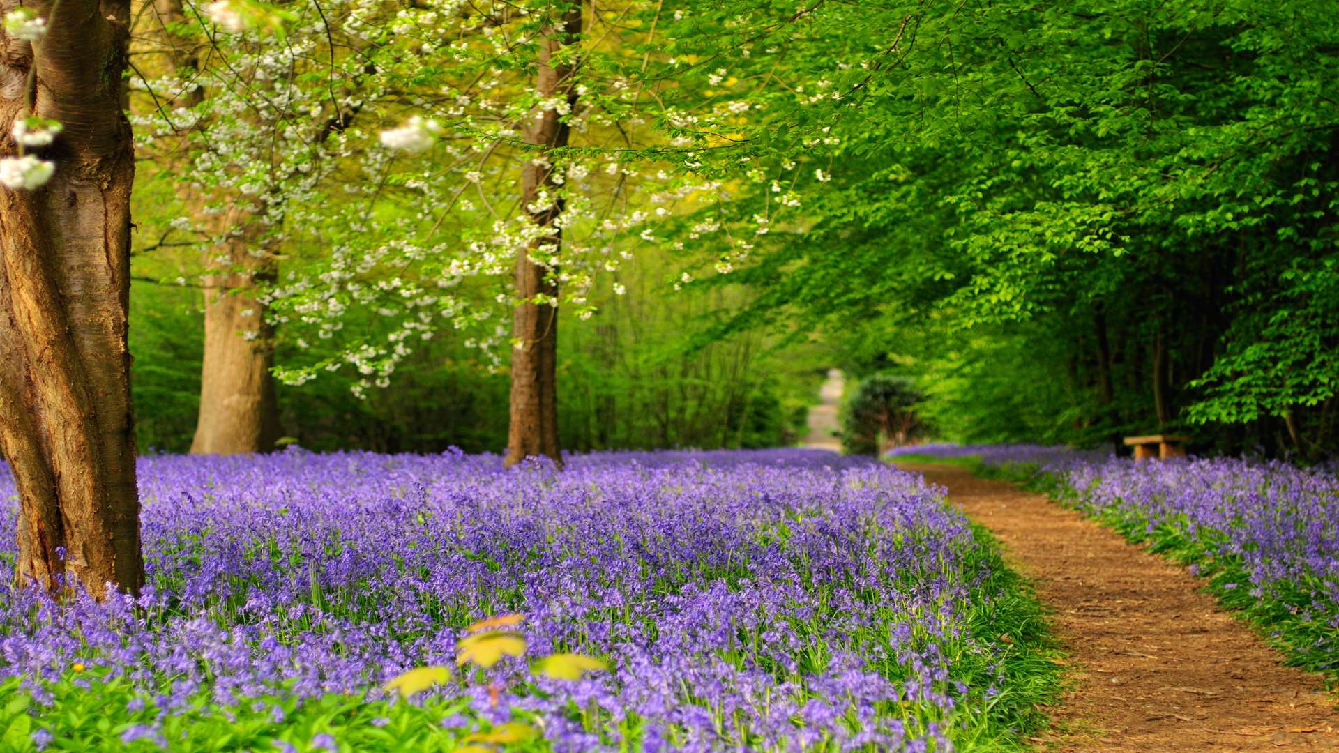 Bluebells in bloom at Hole Park Gardens, Rolvenden