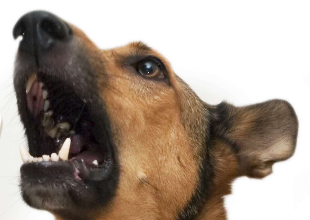 A dog. Stock image