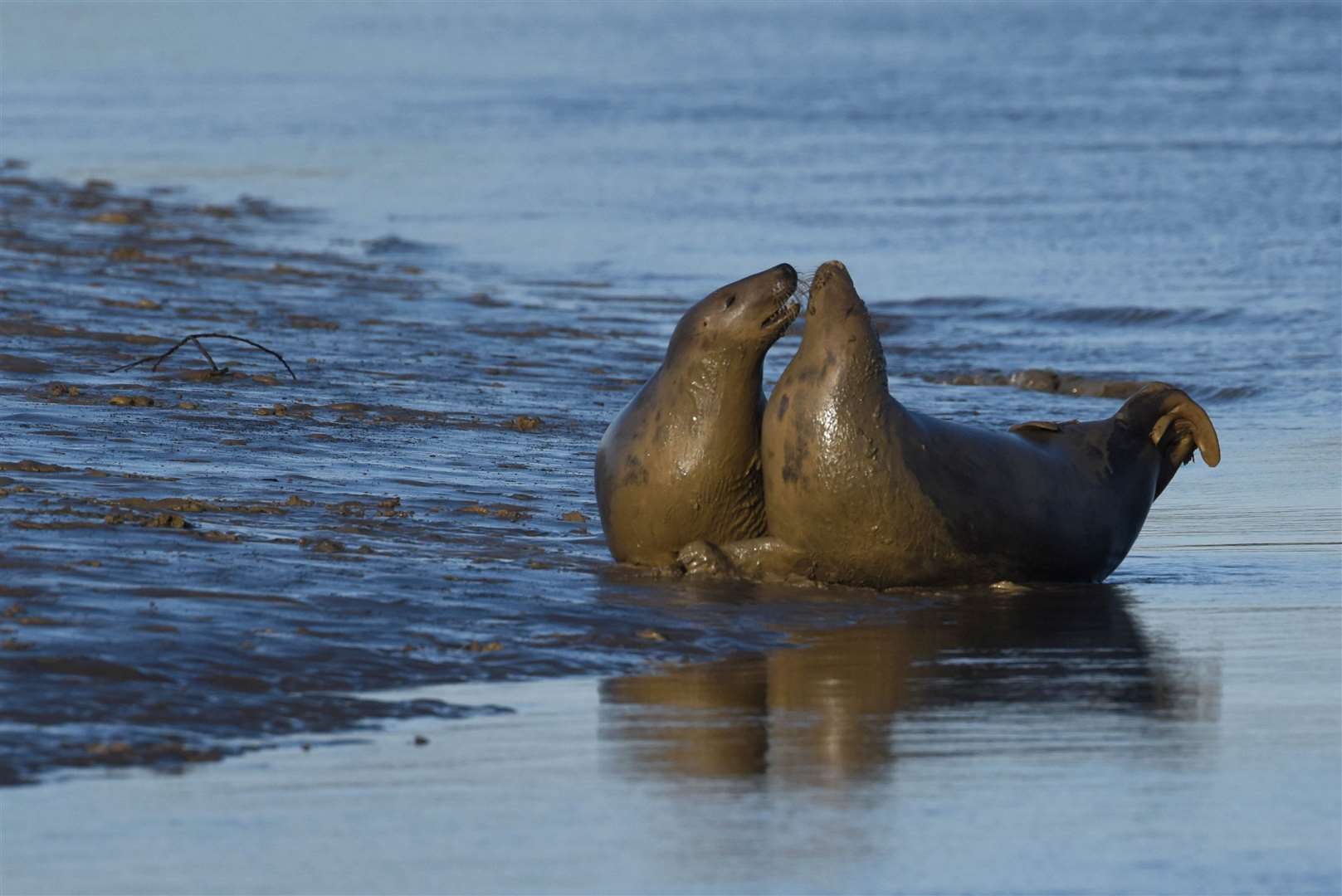 Jet ski riders have been accused of scaring seals at Pegwell Bay, Sandwich in previous years. Picture: Russ Myles