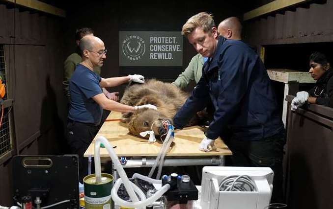 Two-year-old Boki on the operating table in Canterbury. Picture: Gareth Fuller/PA